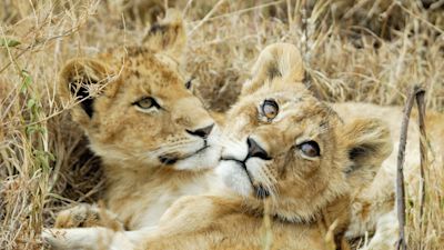 Lion cubs in the savannah, Serengeti National Park, Tanzania