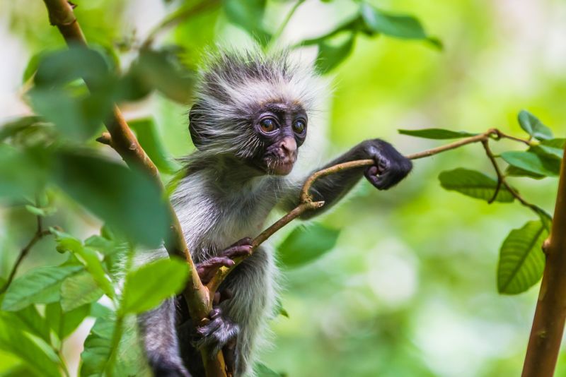 Zanzibar red colobus monkey in tree