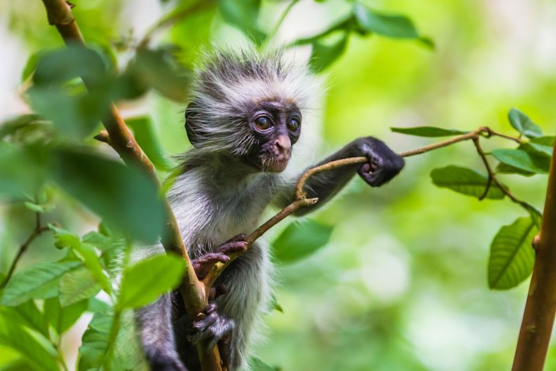 Zanzibar red colobus monkey in tree