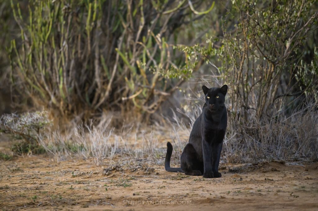 Black leopard
