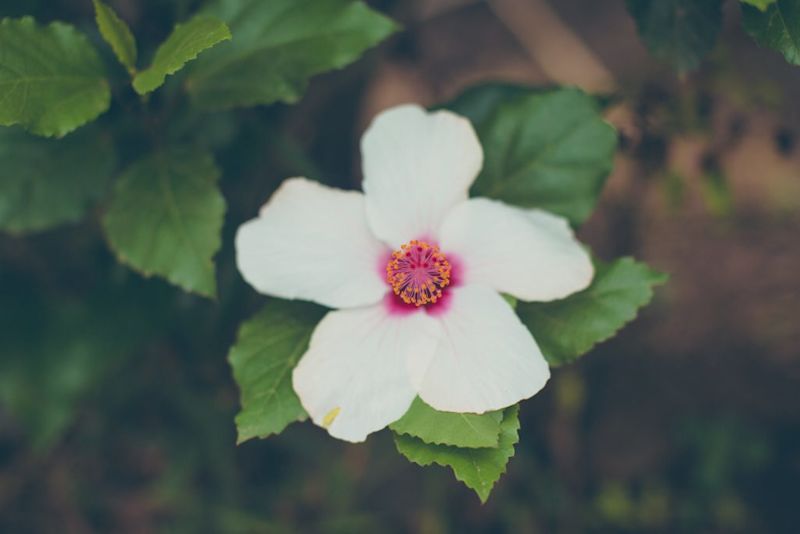 Spring means flowers, and the Annapurna circuit has plenty to show you