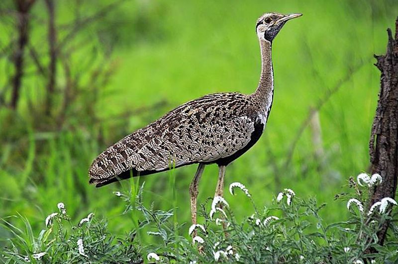 Black-bellied bustard, attrib. to A. Meintjes on Wikipedia