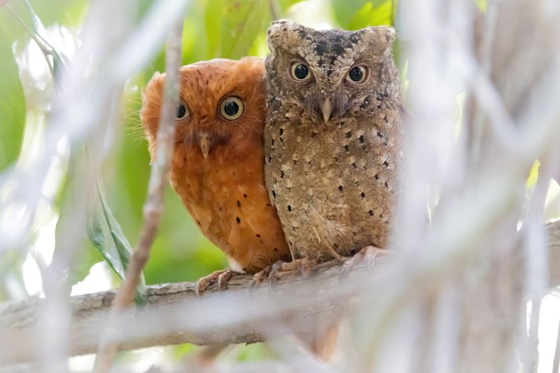 Sokoke scops owl pair from Arabuko Sokoke Forest in Kenya