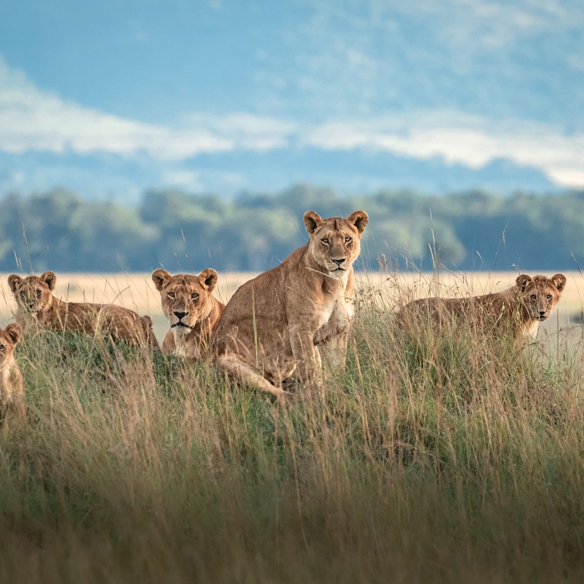 Pride of lions, Maasai Mara Reserve, Kenya safari