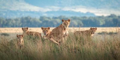 Pride of lions, Maasai Mara Reserve, Kenya safari