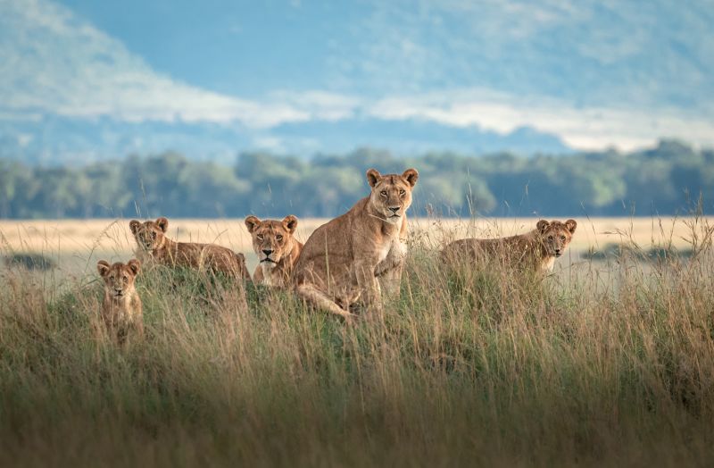 Pride of lions, Maasai Mara Reserve, Kenya safari
