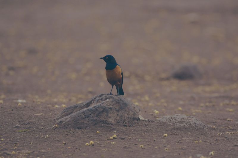 Hilderbandt's starling bird ngorongoro crater