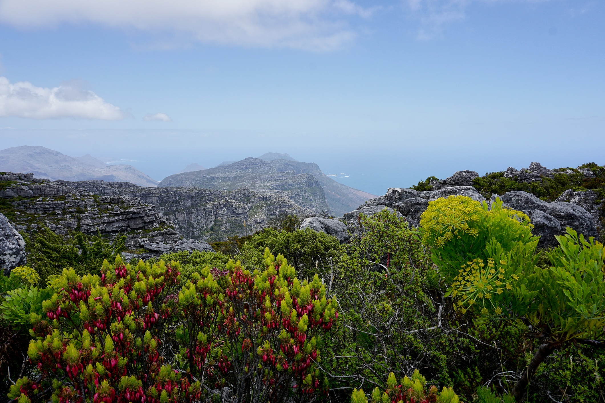 Fynbos vegetation atop Table Mountain in Cape Town, South Africa