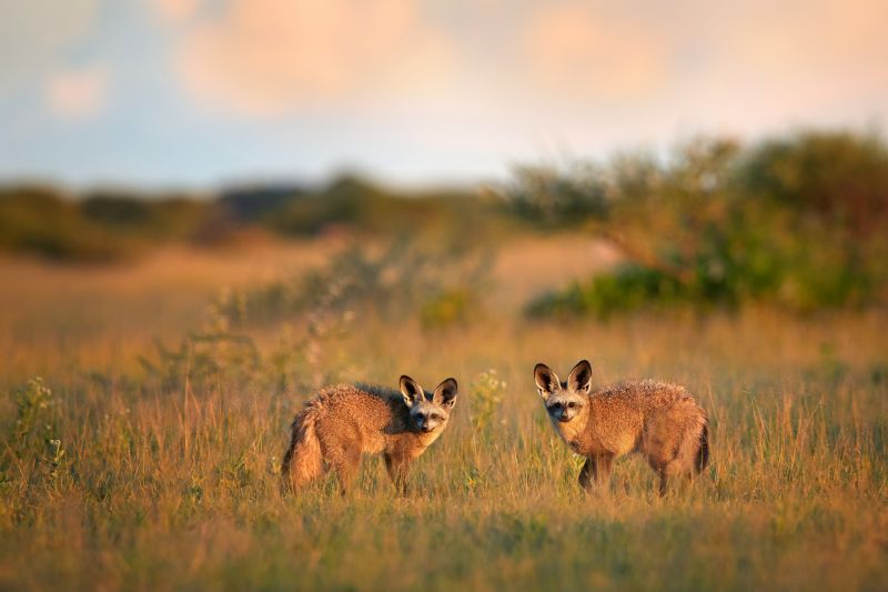 Bat-eared foxes, Otocyon megalotis. Nxai Pan, Botswana