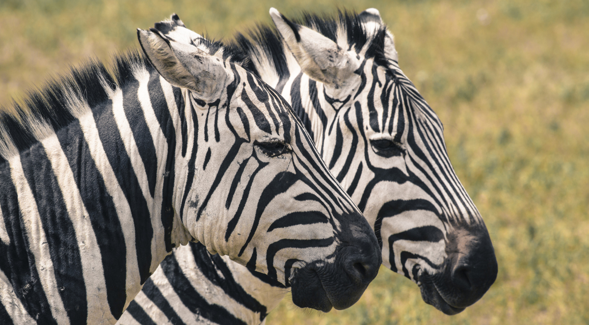 Zebra
