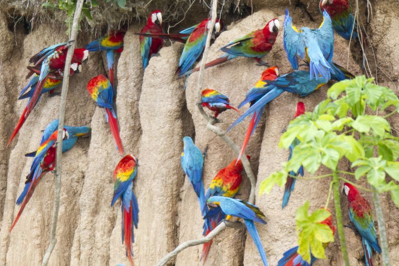 Tambopata Research Centre Colpa macaws Amazon rainforest 