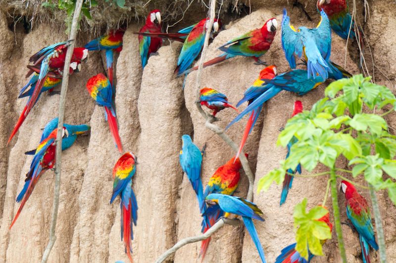 Tambopata Research Centre Colpa macaws Amazon rainforest 