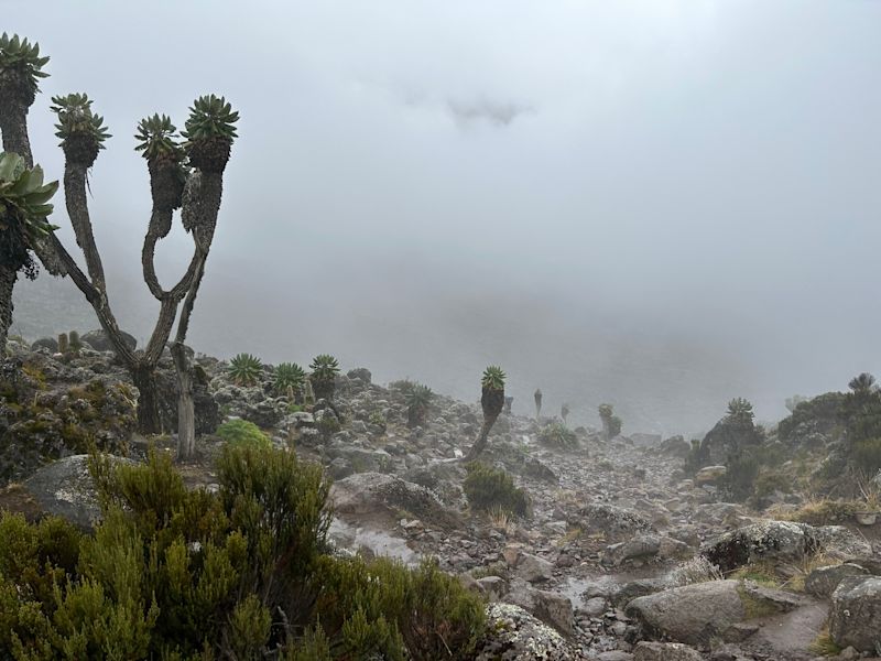 Giant senecios en route to Barranco Camp in mist, Kilimanjaro
