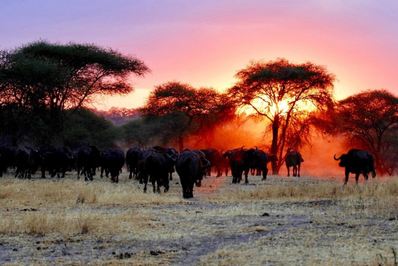 Herd of Cape buffaloes in the sunset, Big Five