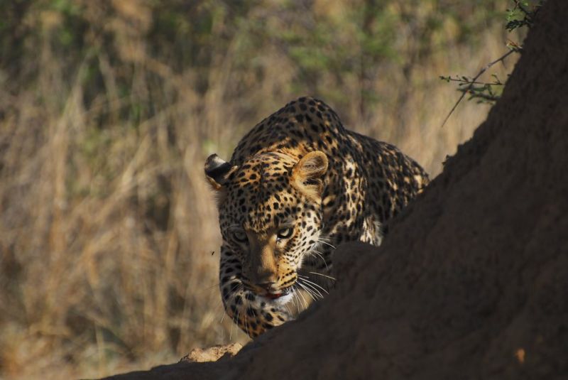 African leopard walking around a tree