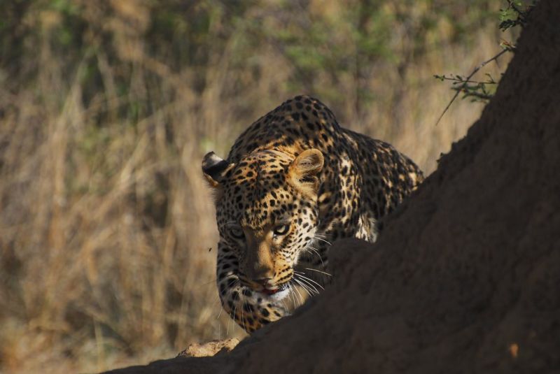 African leopard walking around a tree