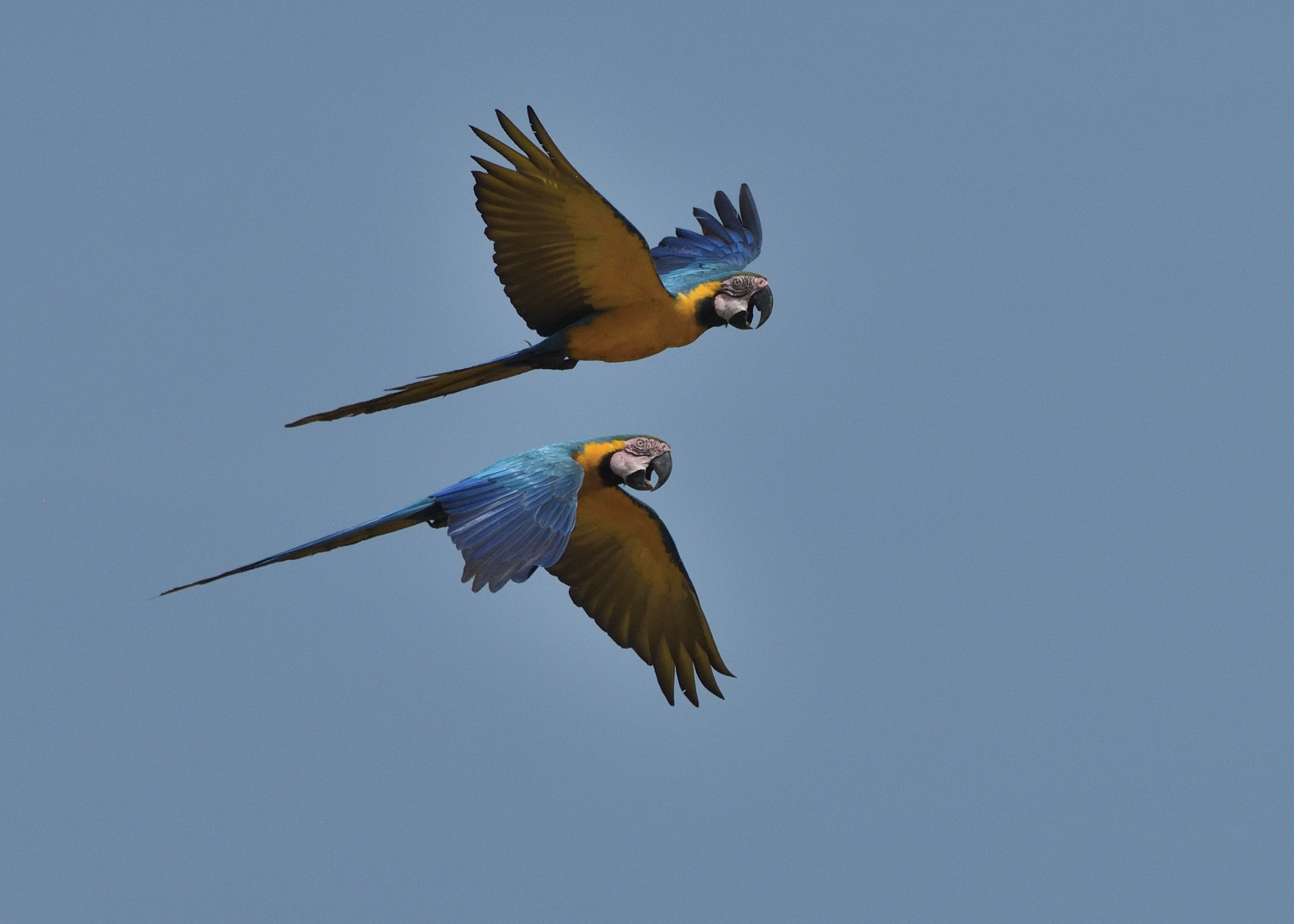 Best blue and yellow macaws in flight with blue sky behind them. Flying over Tambopata Reserve in Peruvain Amazon rainforest