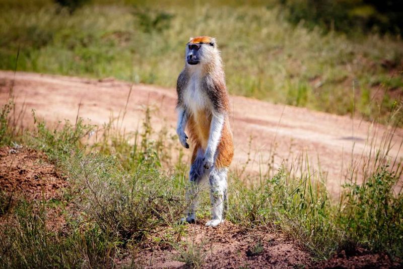 Patas monkey standing on hind legs