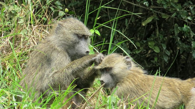 Olive baboons in Arusha National Park, Tanzania
