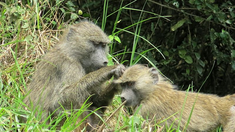 Olive baboons in Arusha National Park, Tanzania