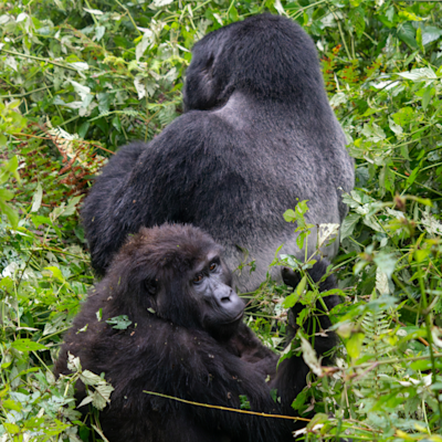 Gorilla trekking