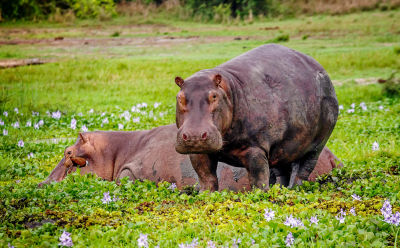 Two Hippos among weltand flowers in Murchison Falls, Uganda.
