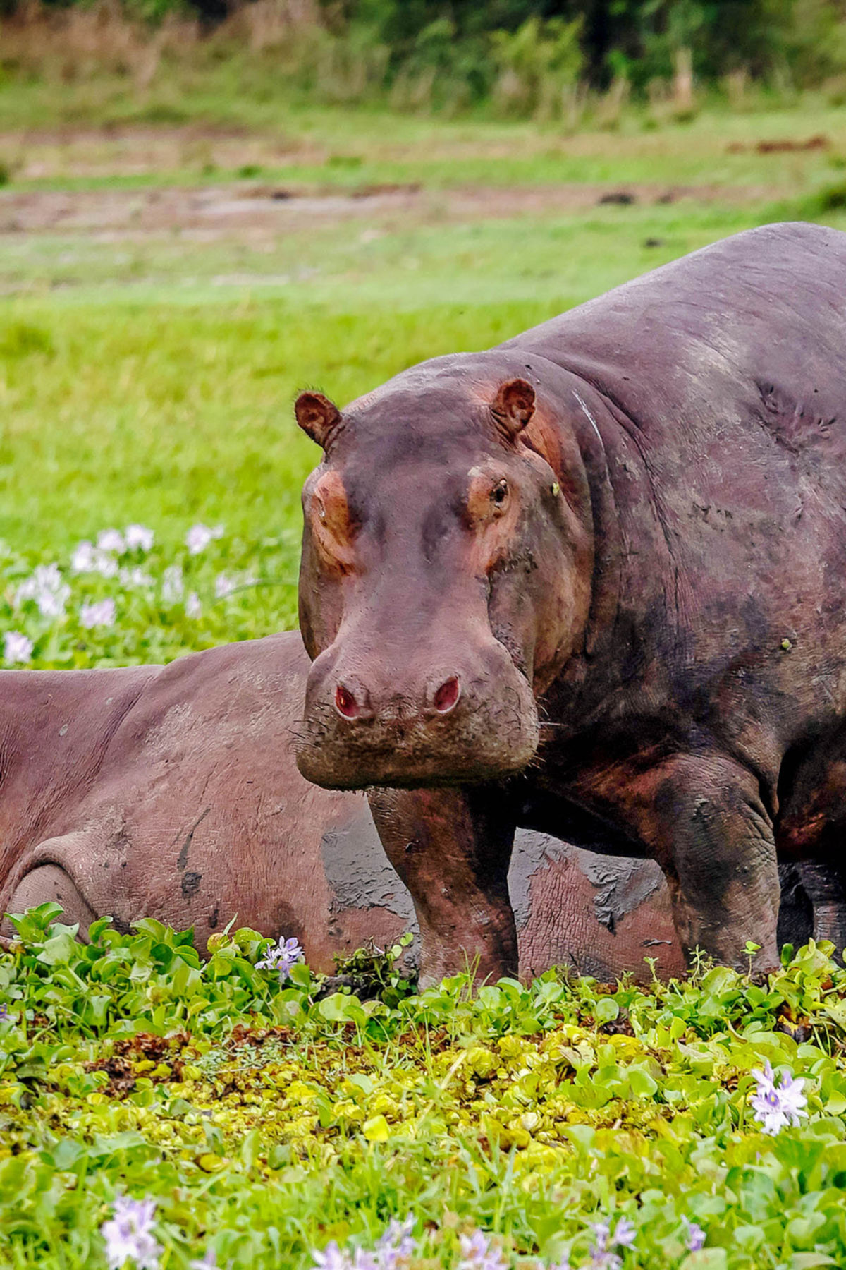 Two Hippos among weltand flowers in Murchison Falls, Uganda.