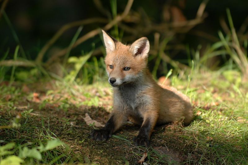 Fox cub