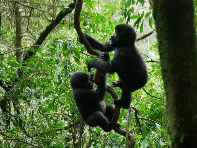 Two infant gorillas playing in the trees in Uganda