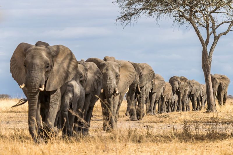 elephant herd, Tarangire National Park