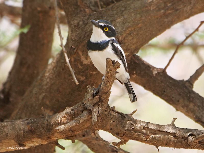 A black-headed batis by Nik Borrow on Flickr