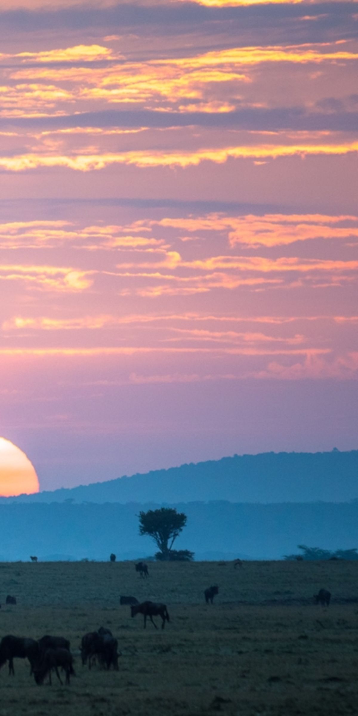 Wildebeests grazing in Maasai Mara, Kenya, with setting sun