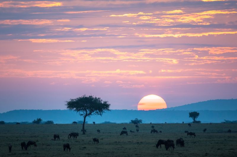 Wildebeests grazing in Maasai Mara, Kenya, with setting sun