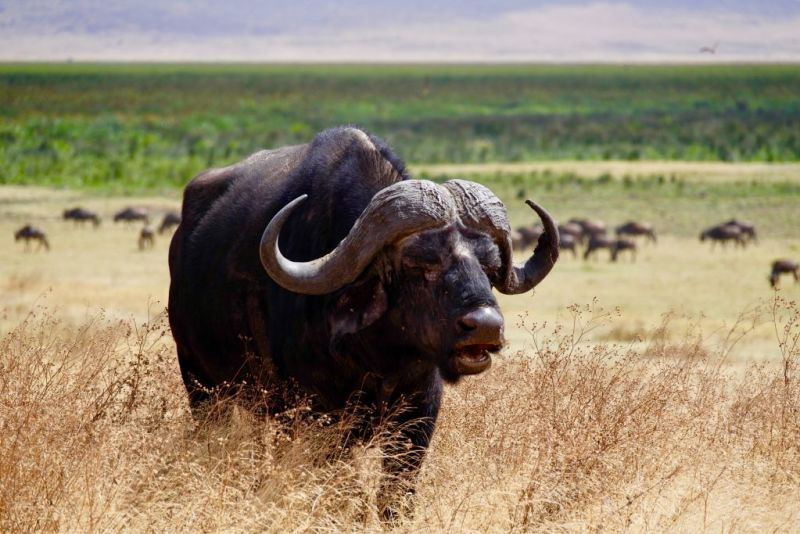 Cape buffalo, African safari