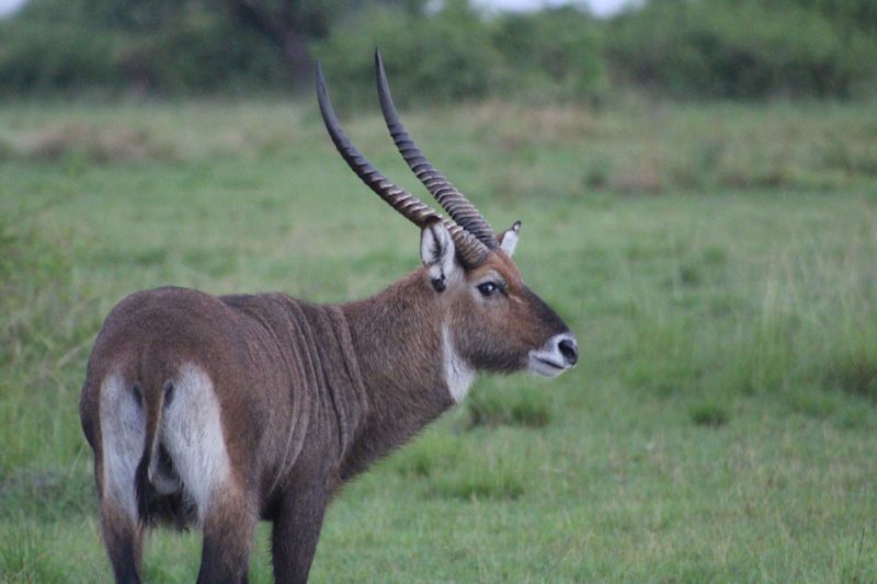 Seraina. Male waterbuck, Queen Elizabeth NP, Uganda