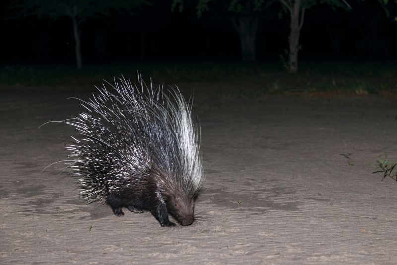 Ours. S. Cape porcupine or South African porcupine, (Hystrix africaeaustralis). Kalahari, Botswana
