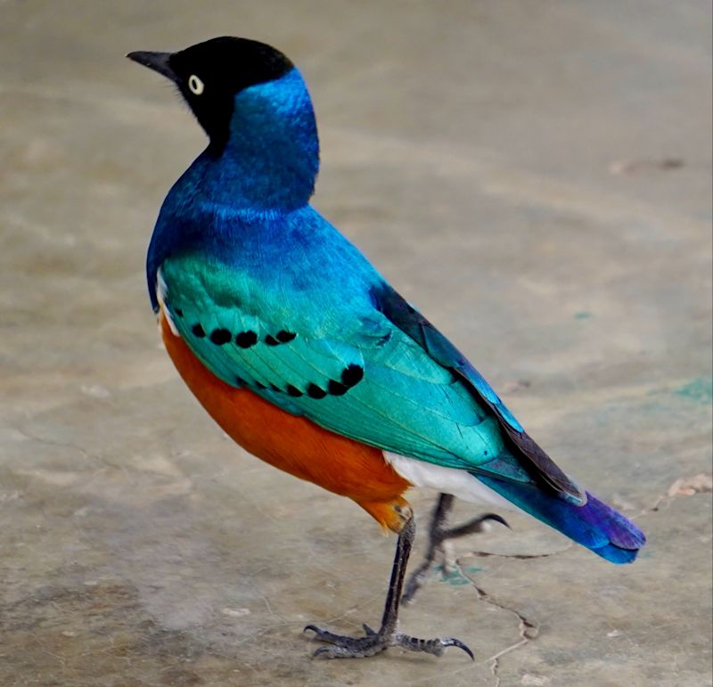 Superb starling, Tanzania safari