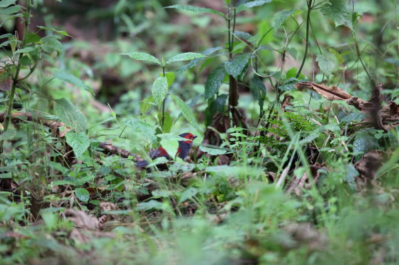 Dusky Crimsonwing (Cryptospiza jacksoni) in Nyungwe National Park, Rwanda