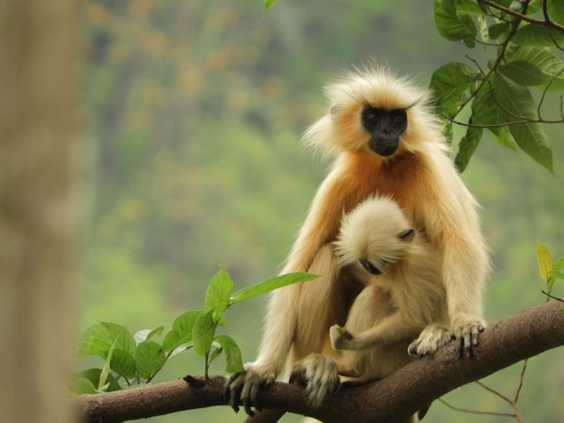 Golden langur adult and infant sitting on branch