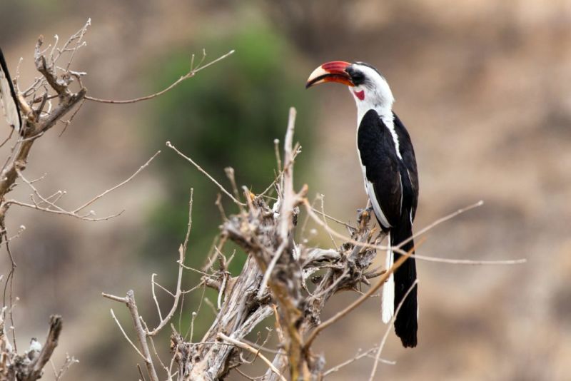 Hornbill in a tree in Tarangire National Park