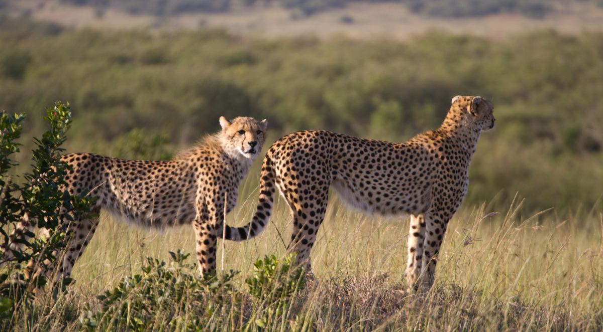 Cheetah in the Maasai Mara National Reserve