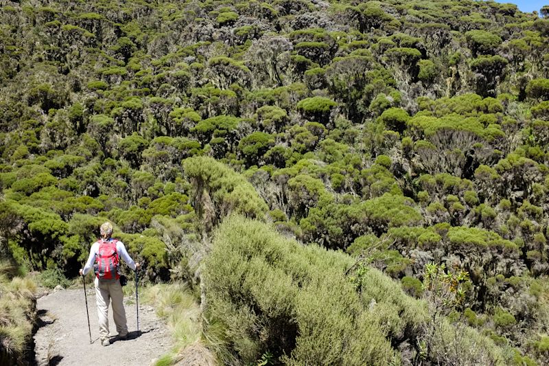 Moorland zone with trekker on Mt Meru in Tanzania 