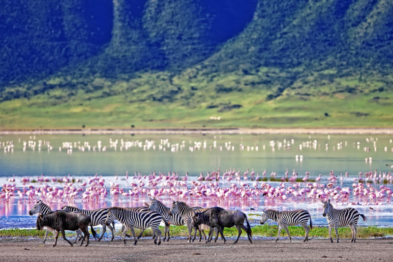 Zebras, flamingoes and wildebeests in Ngorongoro Crater