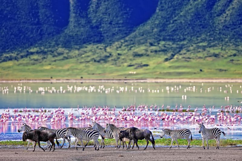 Zebras, flamingoes and wildebeests in Ngorongoro Crater