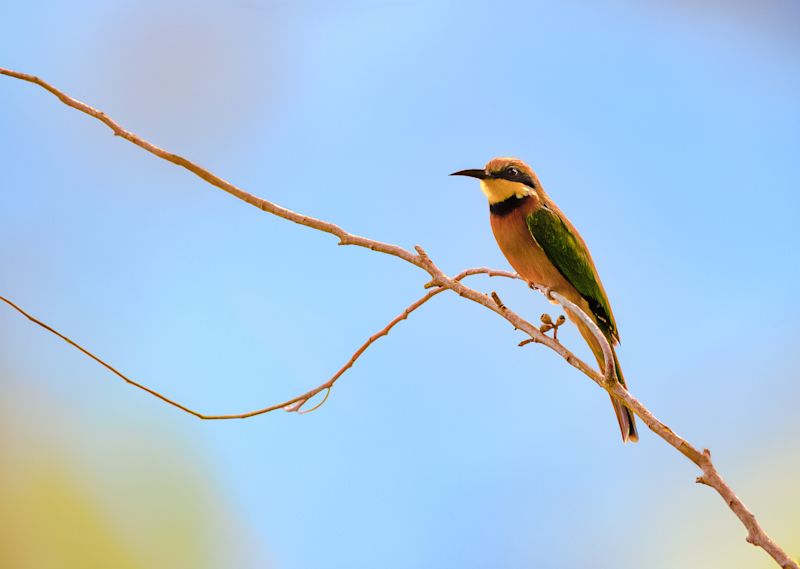 Cinnamon-chested bee-eater in Bwindi impenetrable national park in Uganda