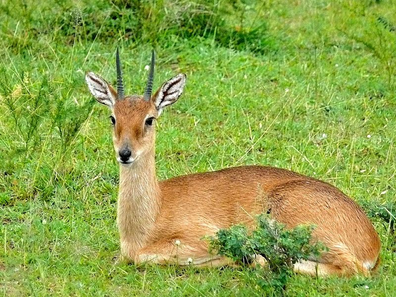 Male oribi, attrib. to B. DuPont on wikimedia