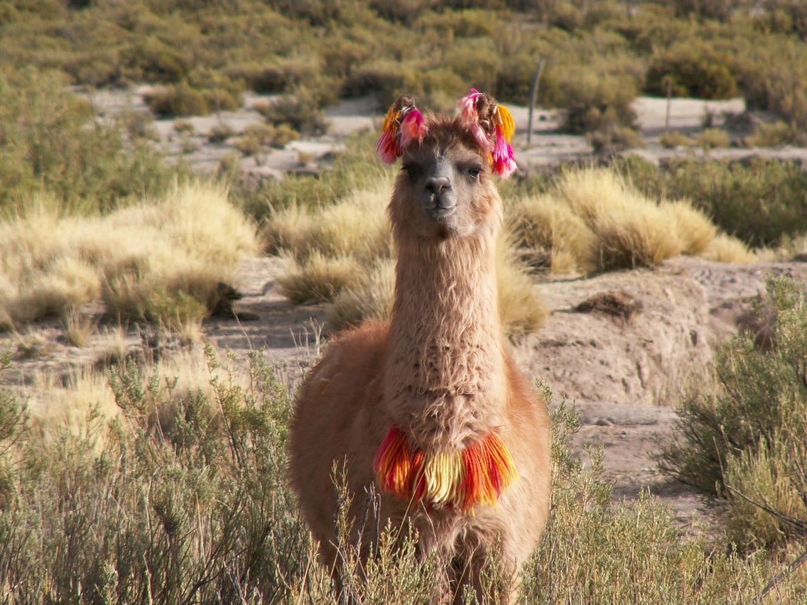 Llama with Incan decoration facing camera and standing among grass tufts 
