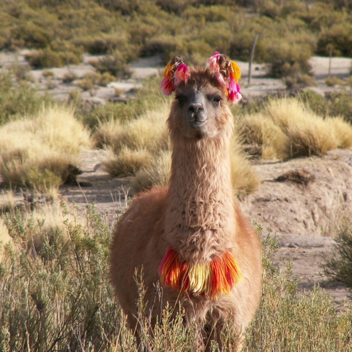 Llama with Incan decoration facing camera and standing among grass tufts 