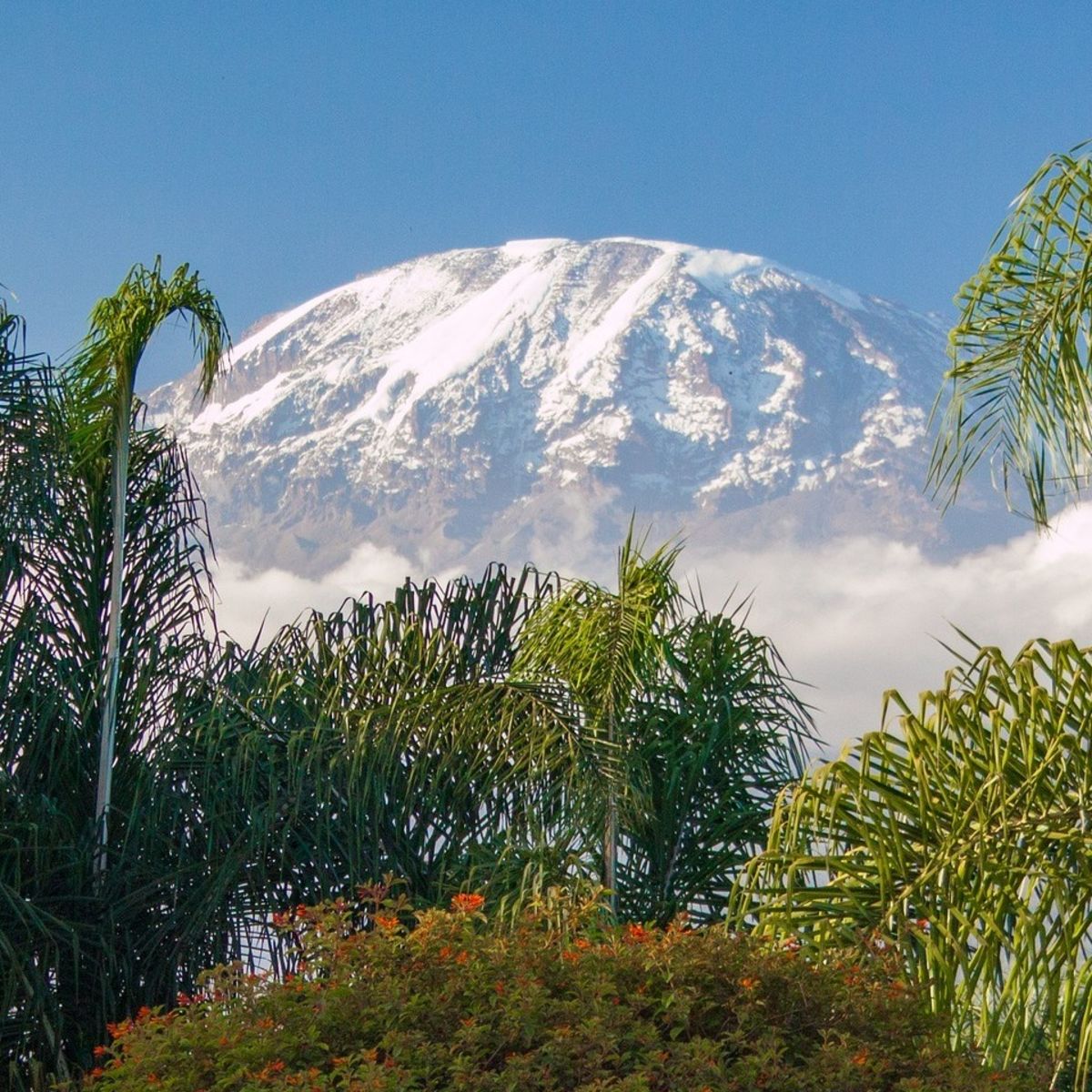 Mount Kilimanjaro seen from a distance with subtropical vegetation framing the snowy peak in the distance
