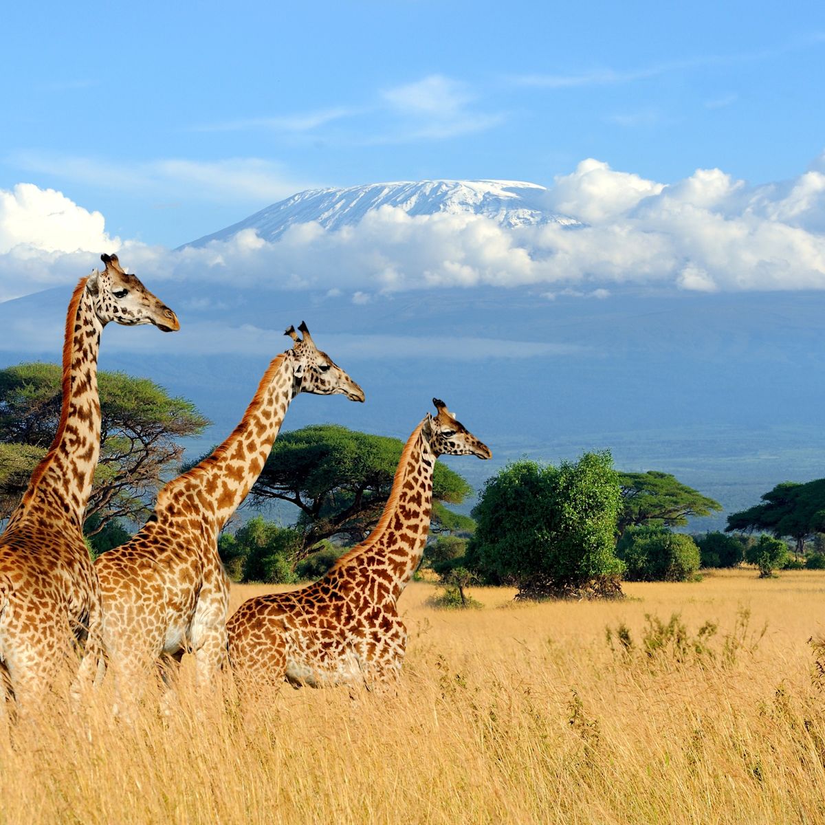 Three giraffes in front of Mt Kilimanjaro as seen from Kenya
